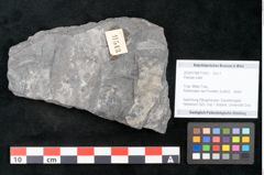 Foto (Objekt + Etikett) von Plantae indet.  (NHMW-GEO-2024-0188-11543)